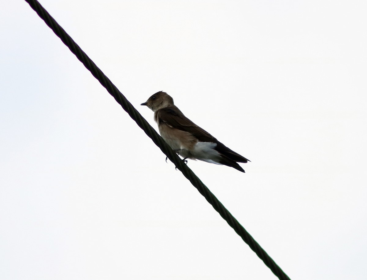 Northern Rough-winged Swallow (Ridgway's) - John Drummond