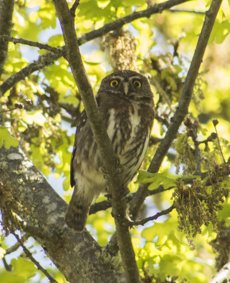 Austral Pygmy-Owl - Pablo Silva Reyes