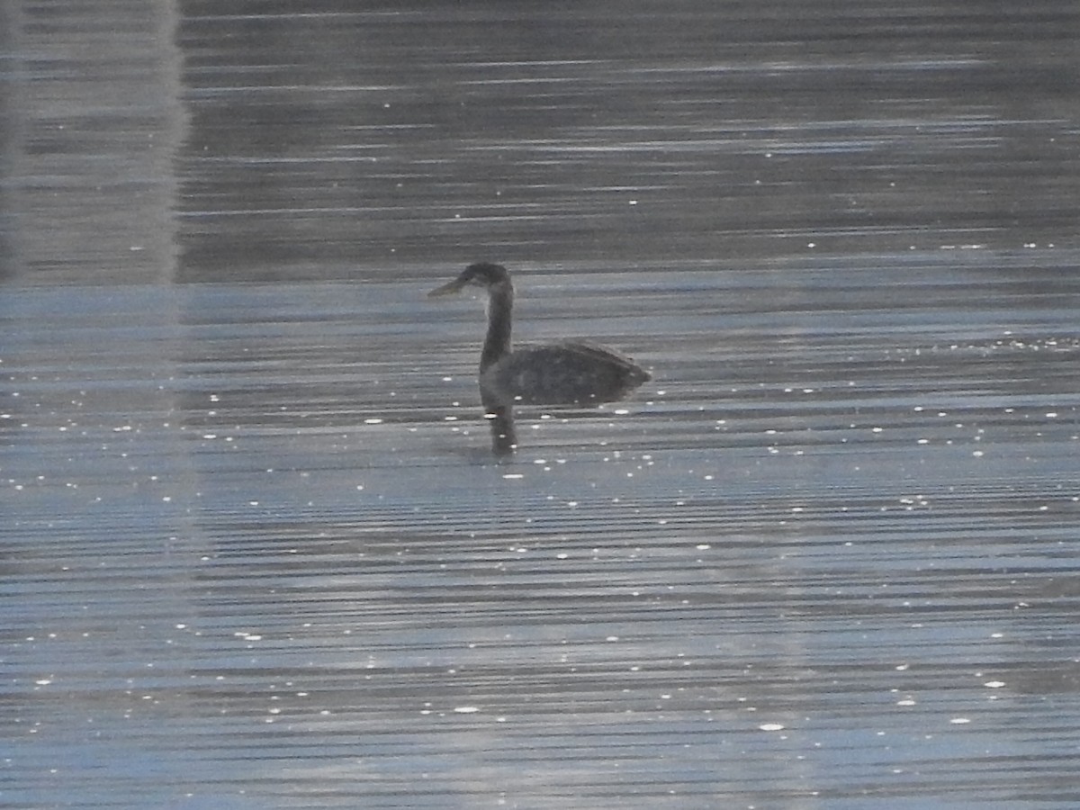 Red-necked Grebe - ML276515841