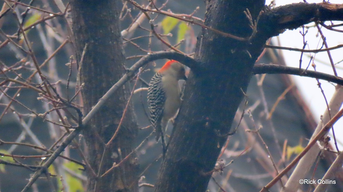 Red-bellied Woodpecker - Rick Collins