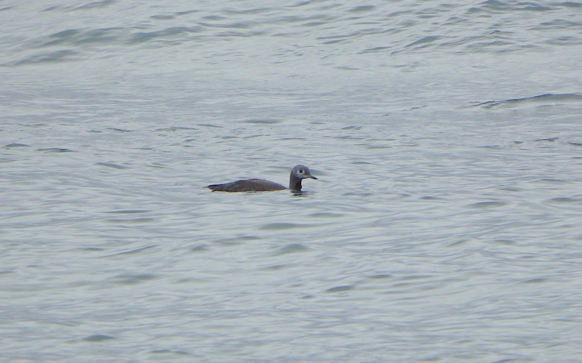 Red-throated Loon - ML276525811