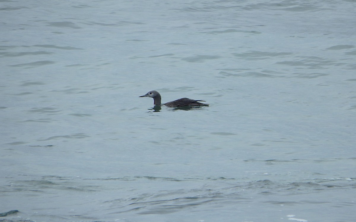 Red-throated Loon - ML276525821
