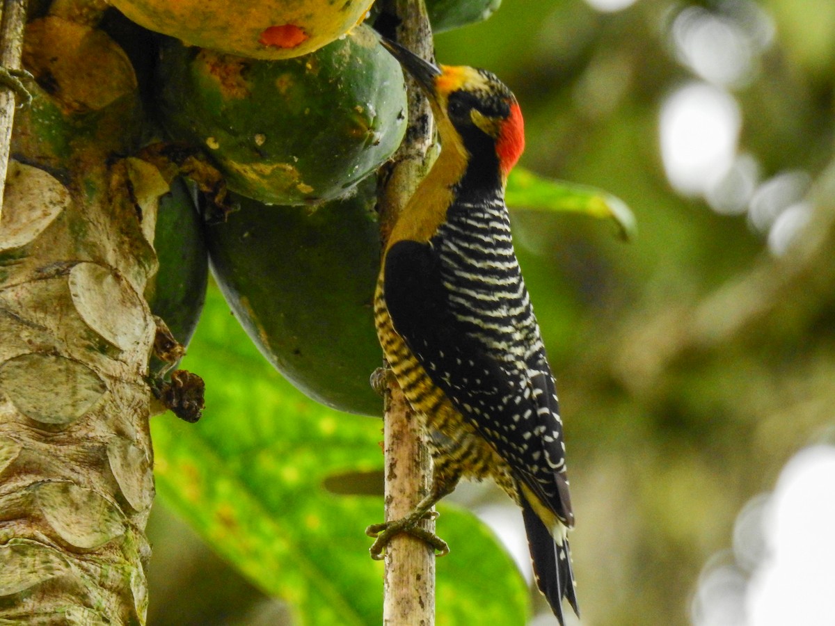 Black-cheeked Woodpecker - ML276528571