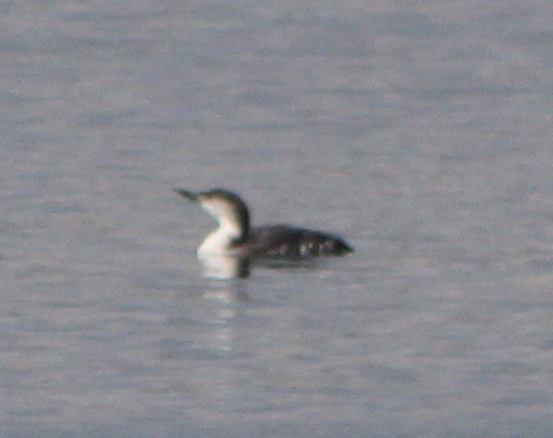 Red-throated Loon - ML276528781