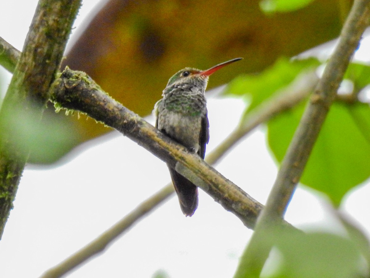 Rufous-tailed Hummingbird - Jorge Córdova Gónzalez
