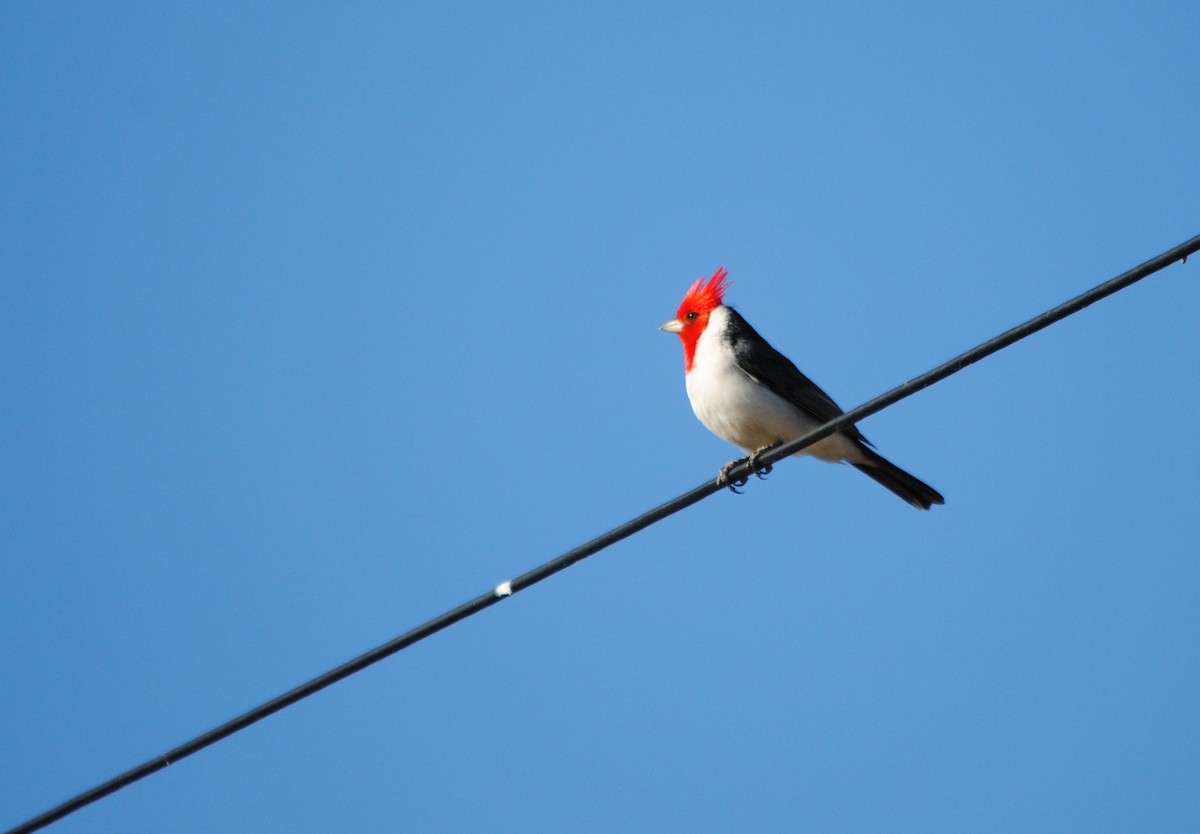 Red-crested Cardinal - ML276529871