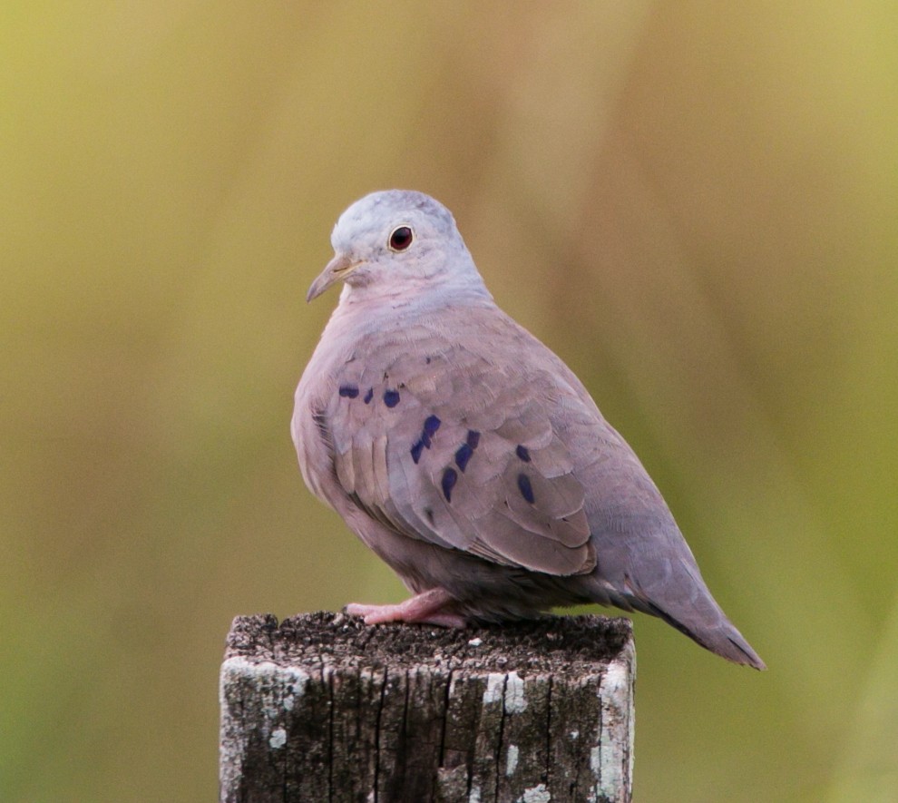 Plain-breasted Ground Dove - ML276531021
