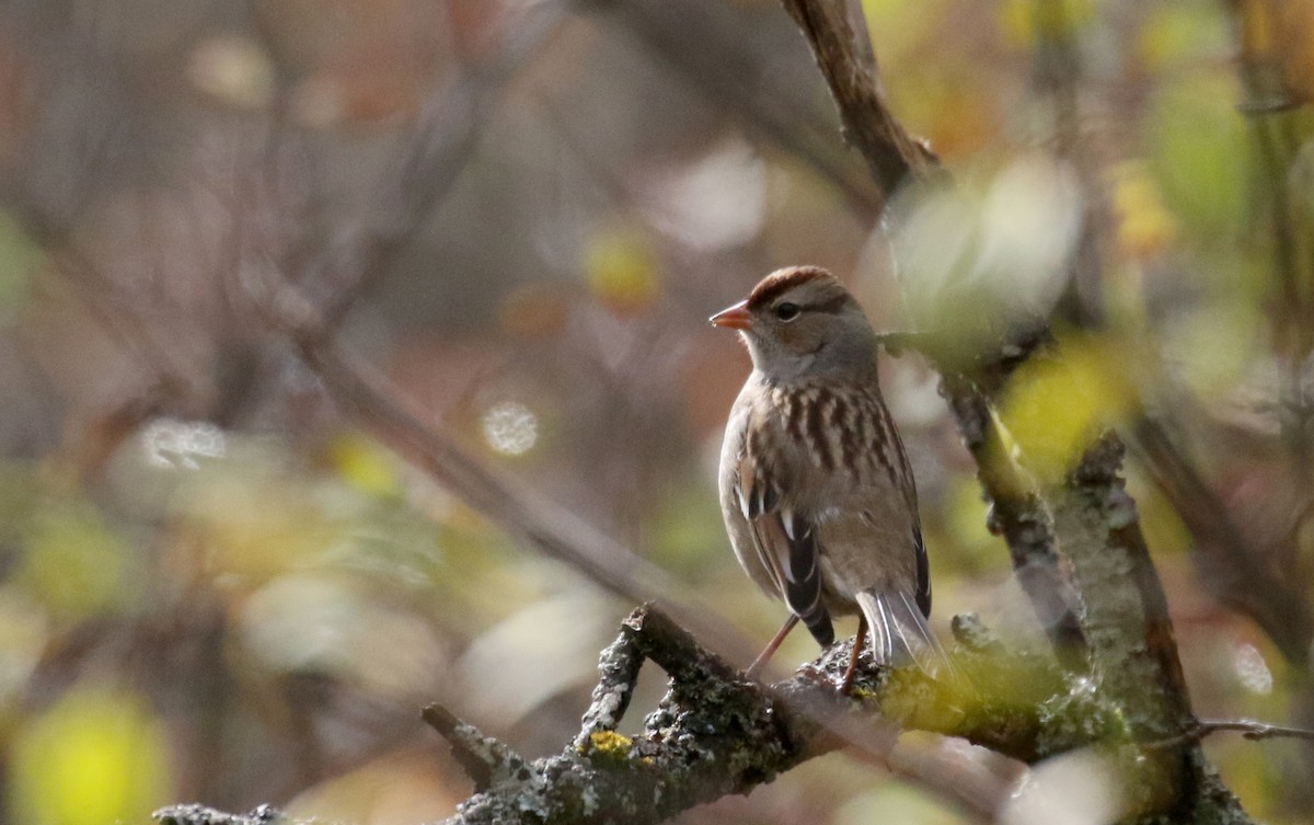 White-crowned Sparrow (leucophrys) - Jay McGowan