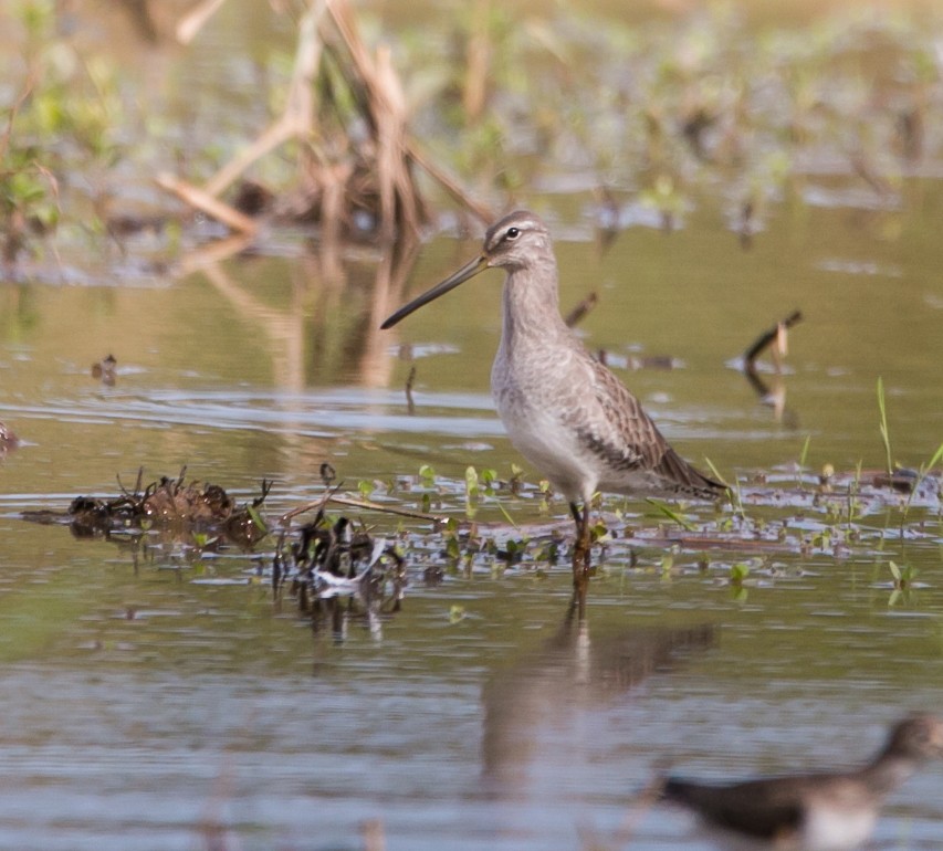 Long-billed Dowitcher - ML276533881