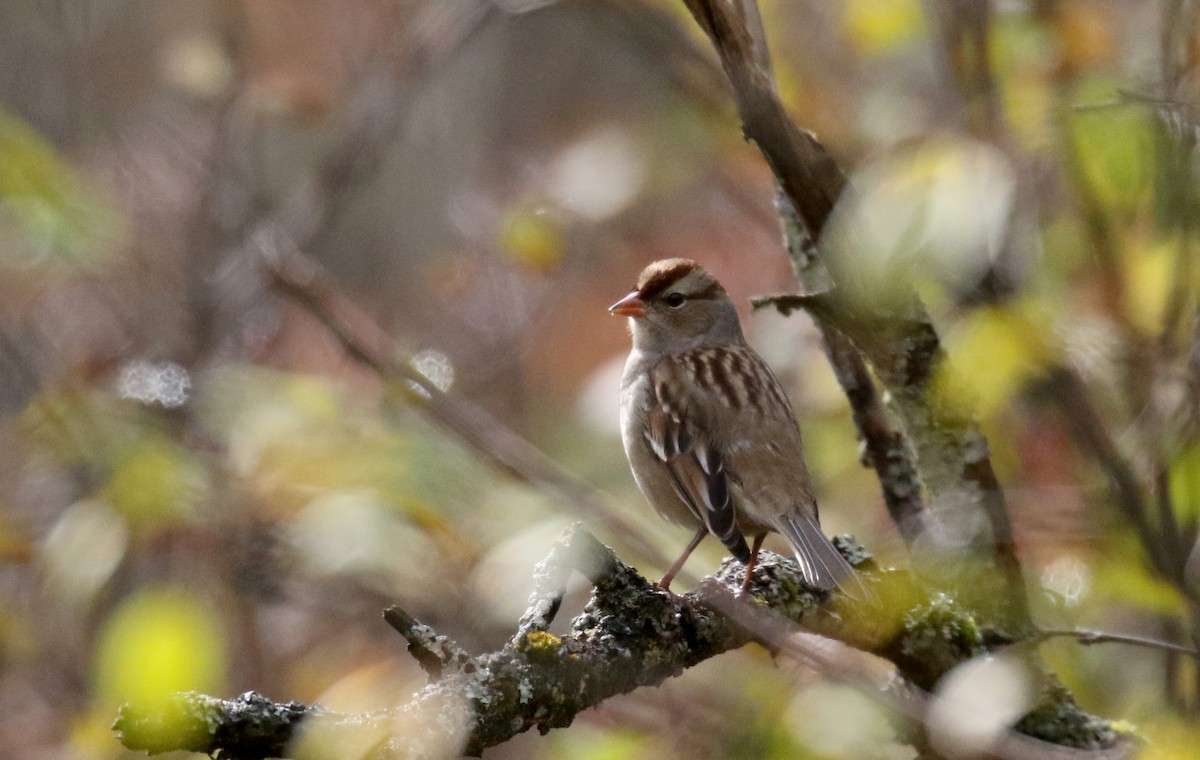 White-crowned Sparrow (leucophrys) - ML276533961