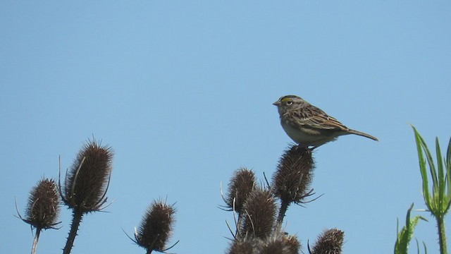 Grassland Sparrow - ML276538371
