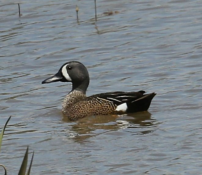 Blue-winged Teal - ML27654411