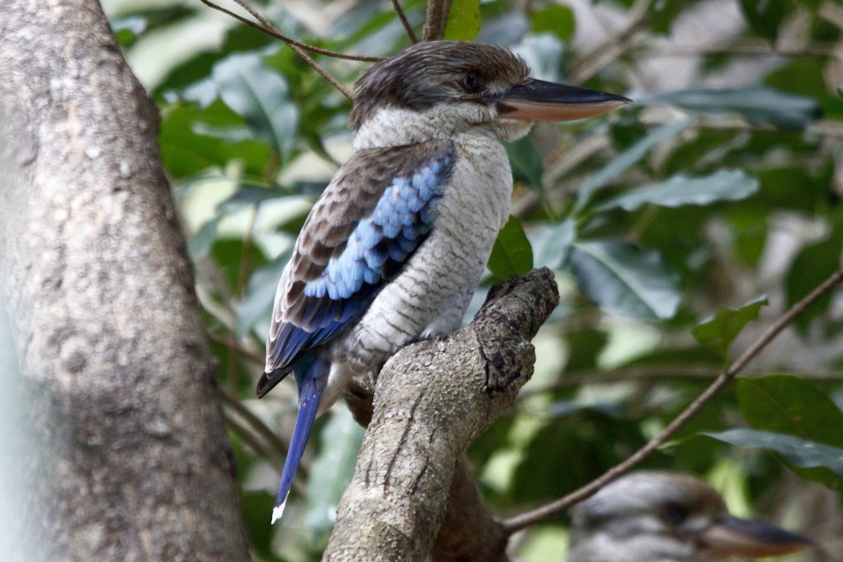 Blue-winged Kookaburra - ML27654621