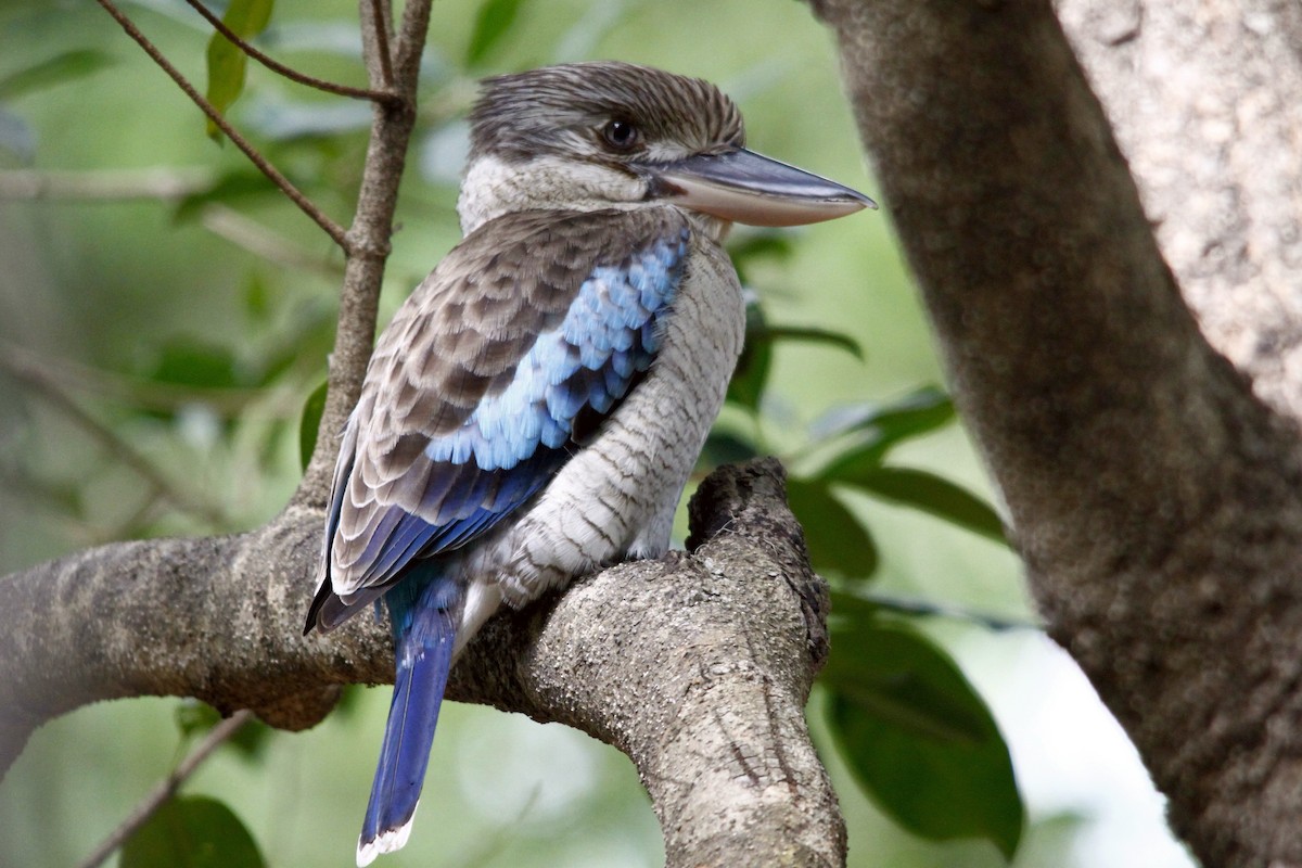 Blue-winged Kookaburra - Alan Atkinson