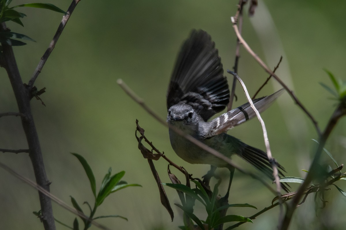 White-crested Tyrannulet (Sulphur-bellied) - Pablo Re