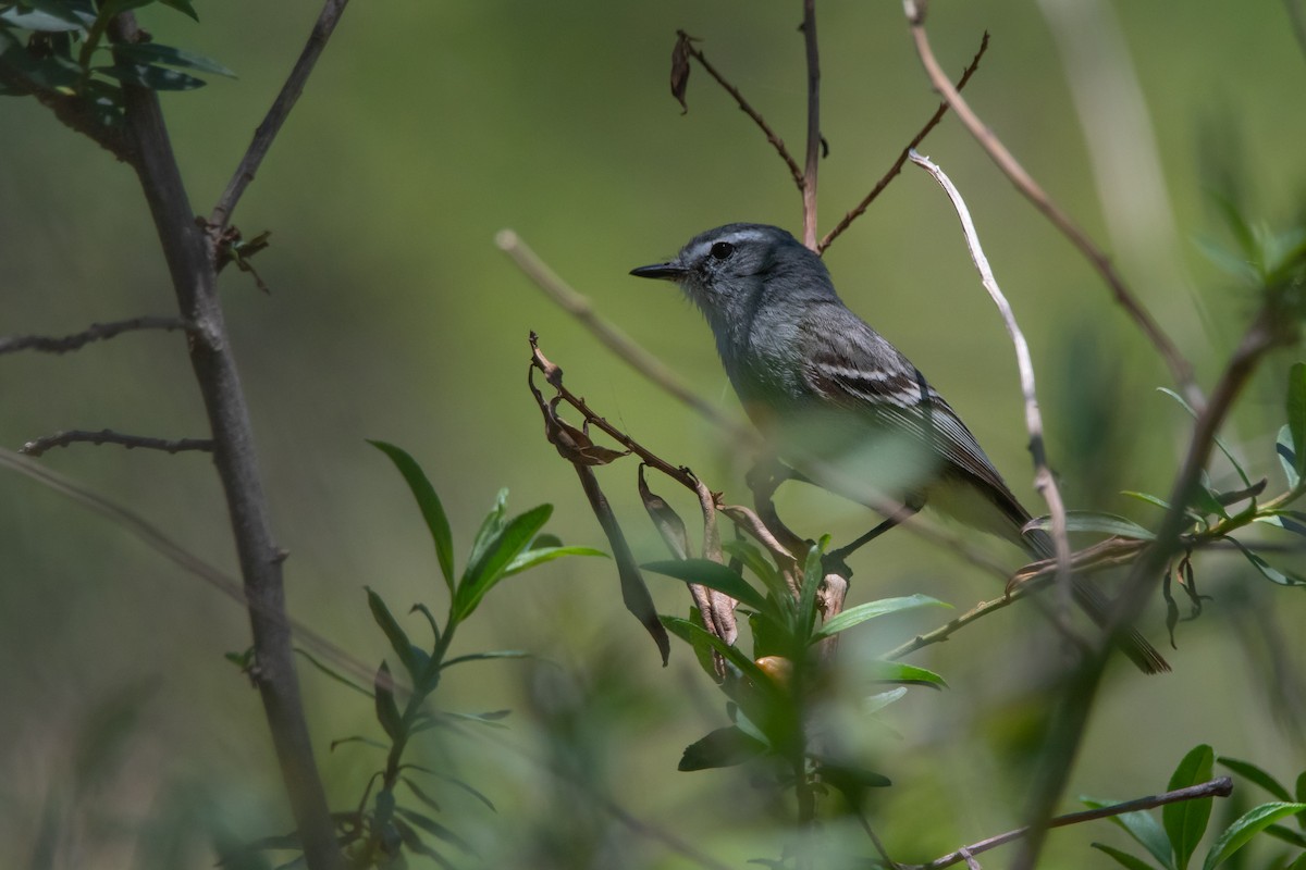 White-crested Tyrannulet (Sulphur-bellied) - Pablo Re
