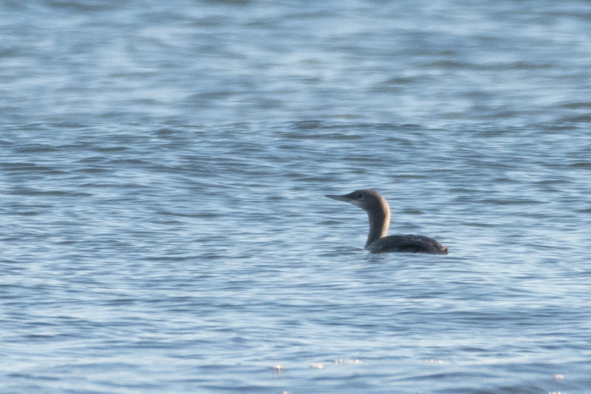 Red-throated Loon - Steven McGrath