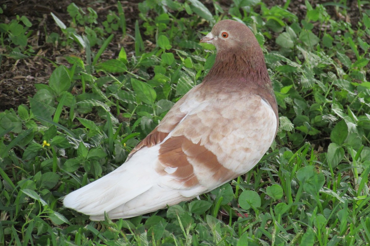 Rock Pigeon (Feral Pigeon) - ML276549921