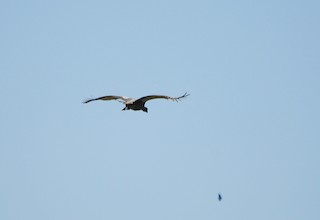 Southern Screamer, ML276551351