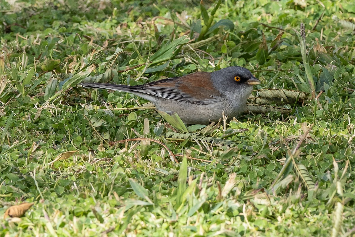 Yellow-eyed Junco - Lee Wallace