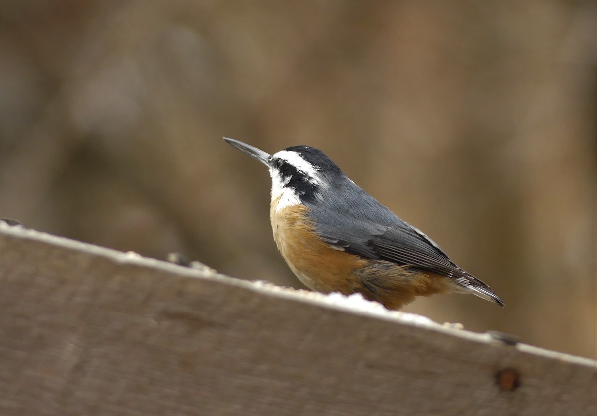 Red-breasted Nuthatch - ML276556971