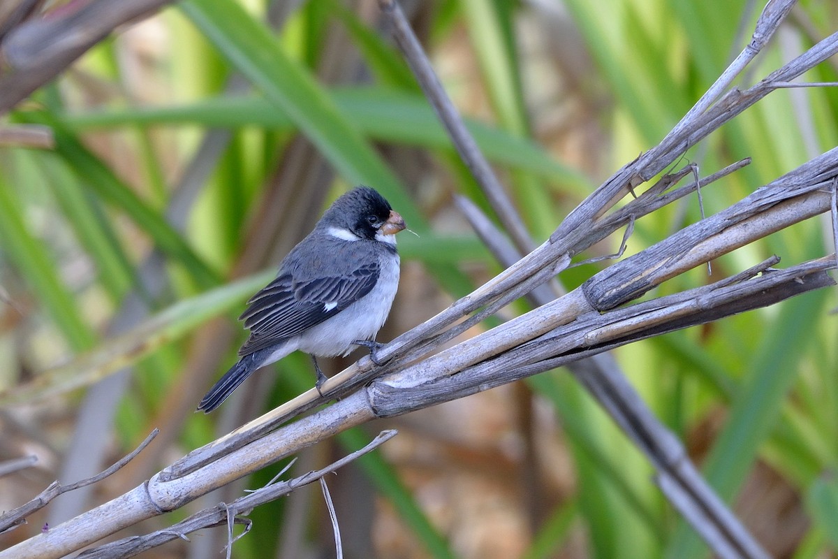White-throated Seedeater - ML276558111