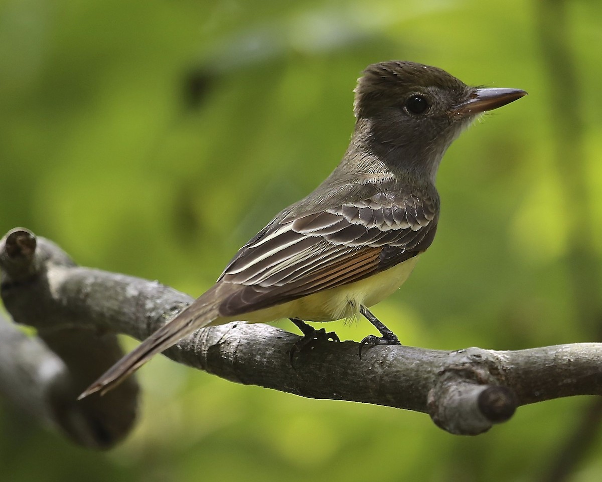 Great Crested Flycatcher - ML27655931