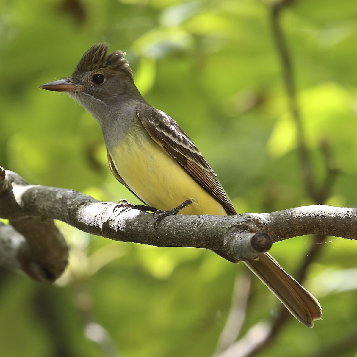 Great Crested Flycatcher - Charles Lyon