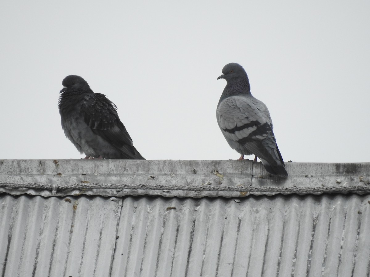 Rock Pigeon (Feral Pigeon) - ML276559541