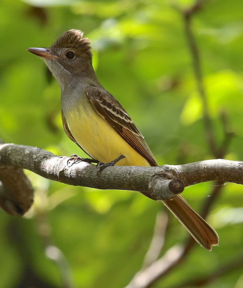 Great Crested Flycatcher - Charles Lyon