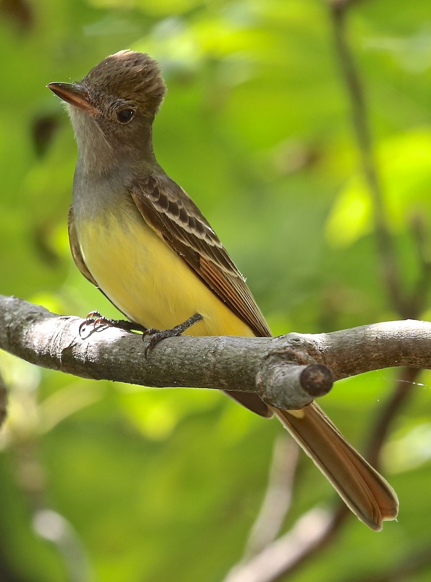 Great Crested Flycatcher - ML27655981