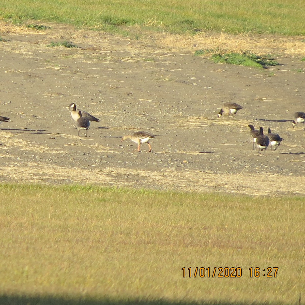 Greater White-fronted Goose - ML276567781
