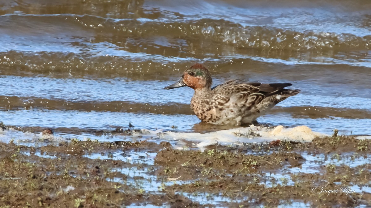 Green-winged Teal - Jacques  Pepin