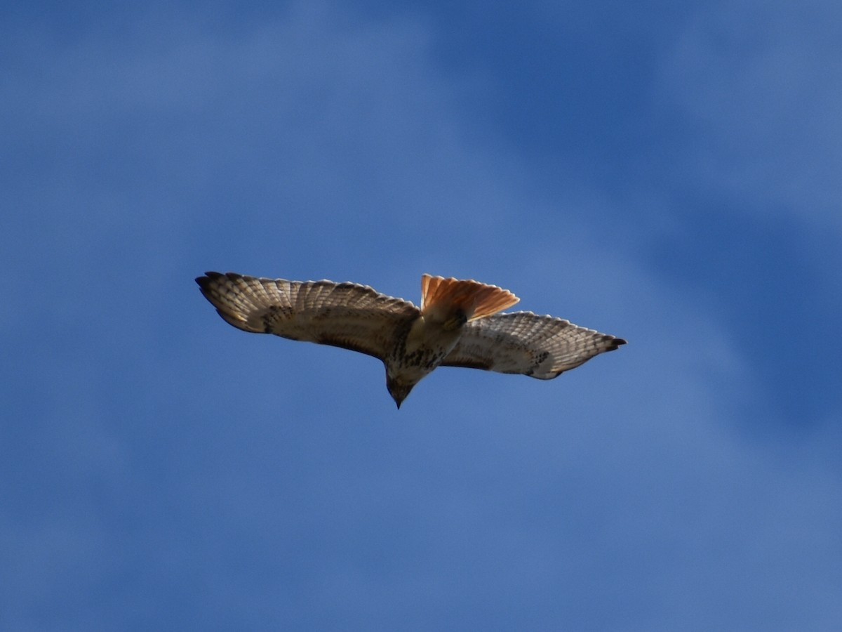 Red-tailed Hawk - ML276579171