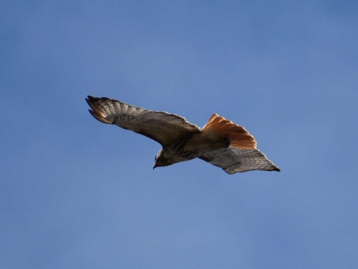 Red-tailed Hawk - ML276579181