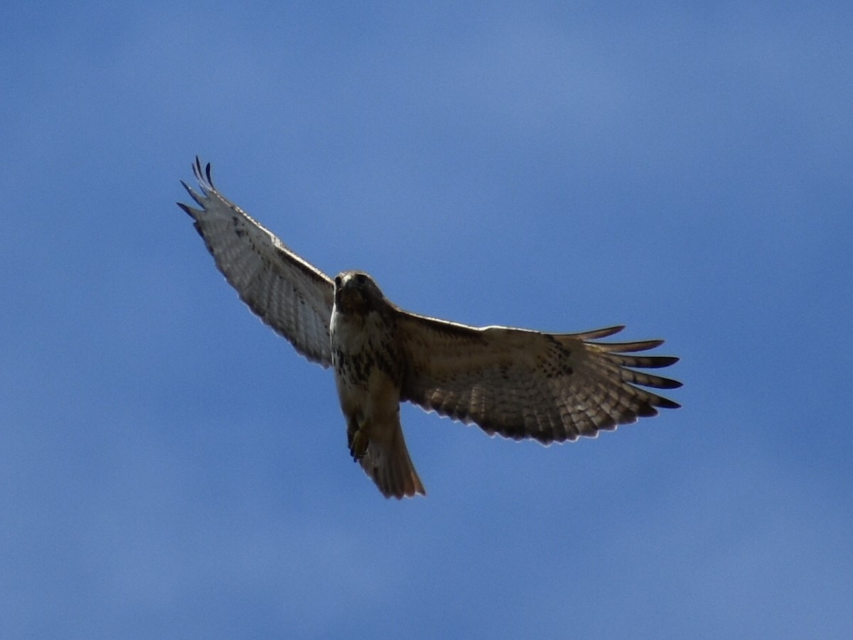 Red-tailed Hawk - ML276579281