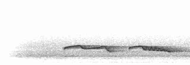 Höhennachtschwalbe (poliocephalus) - ML276581