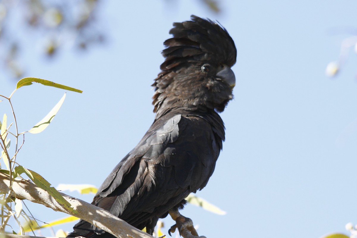 Red-tailed Black-Cockatoo - Alan Atkinson