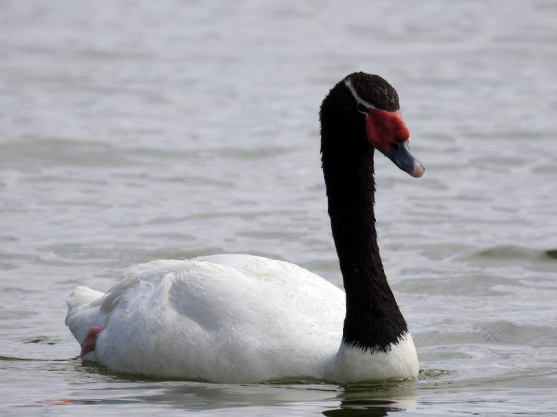 Black-necked Swan - Marcio Kerbage