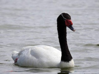 Black-necked Swan, ML276582181