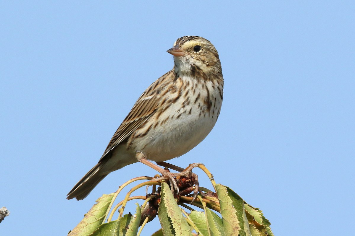 Savannah Sparrow - ML276583461