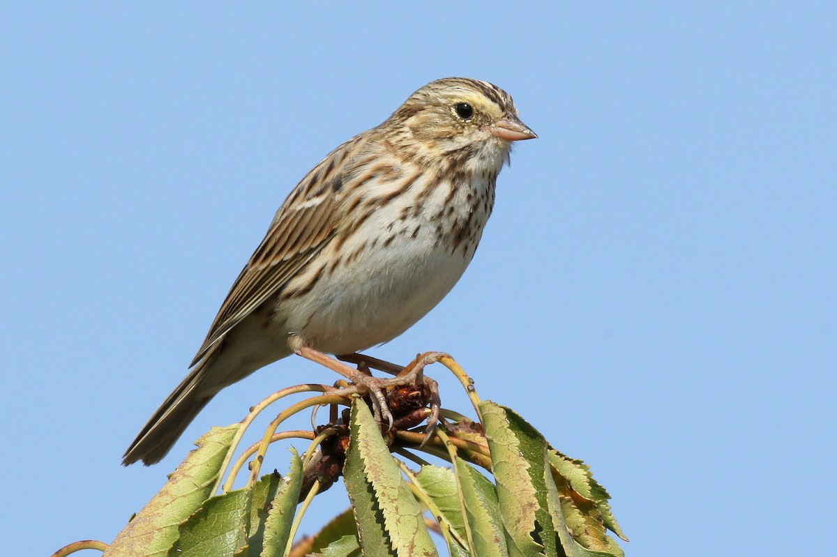 Savannah Sparrow - ML276583471