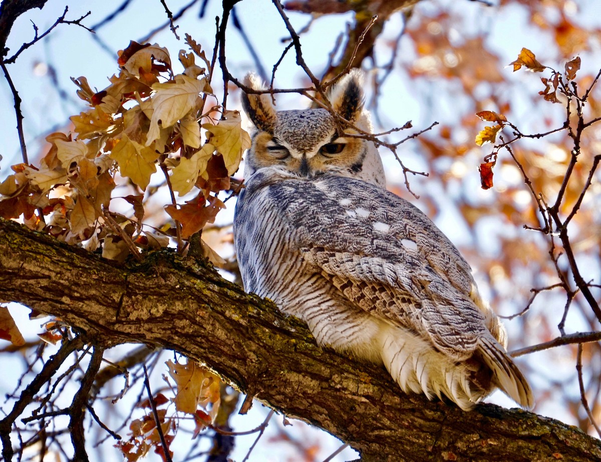 Great Horned Owl - ML276592251