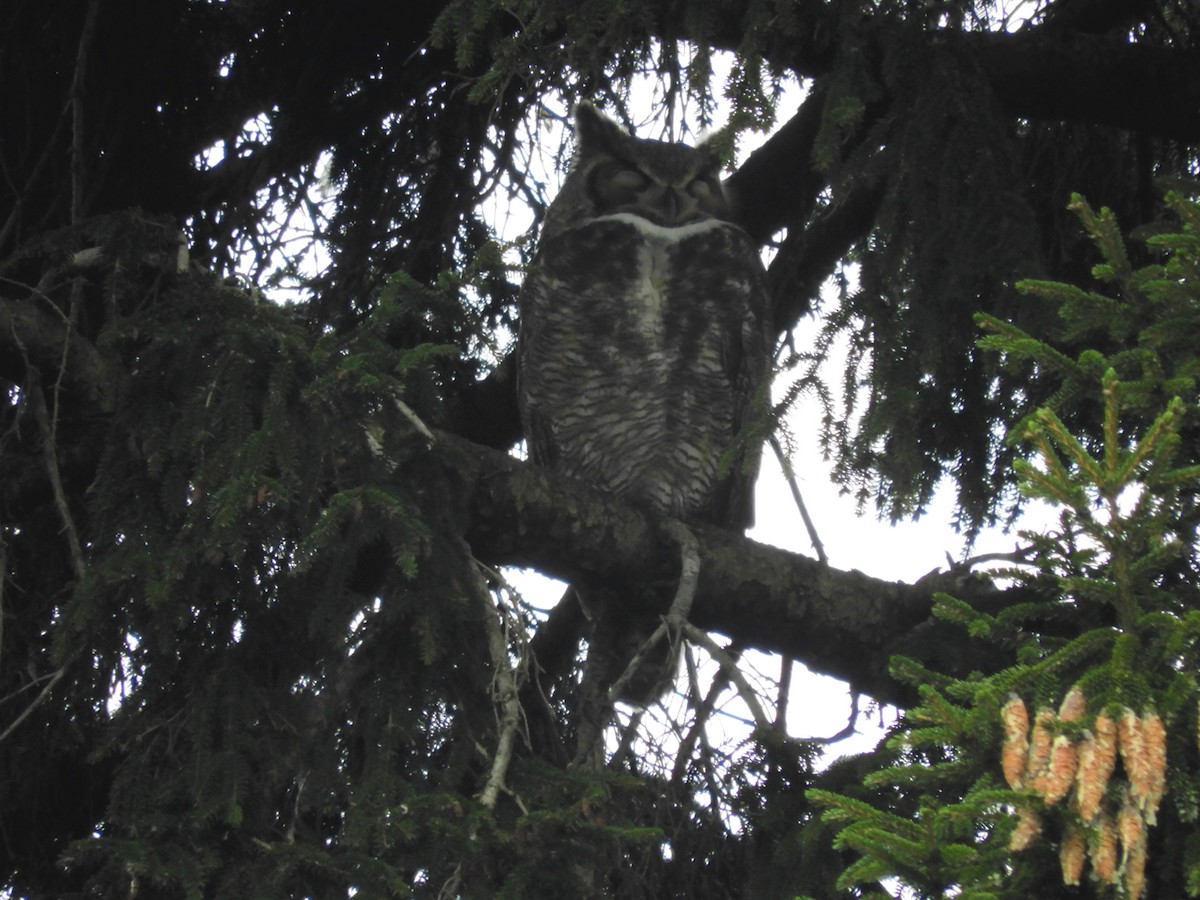 Great Horned Owl - ML276592501