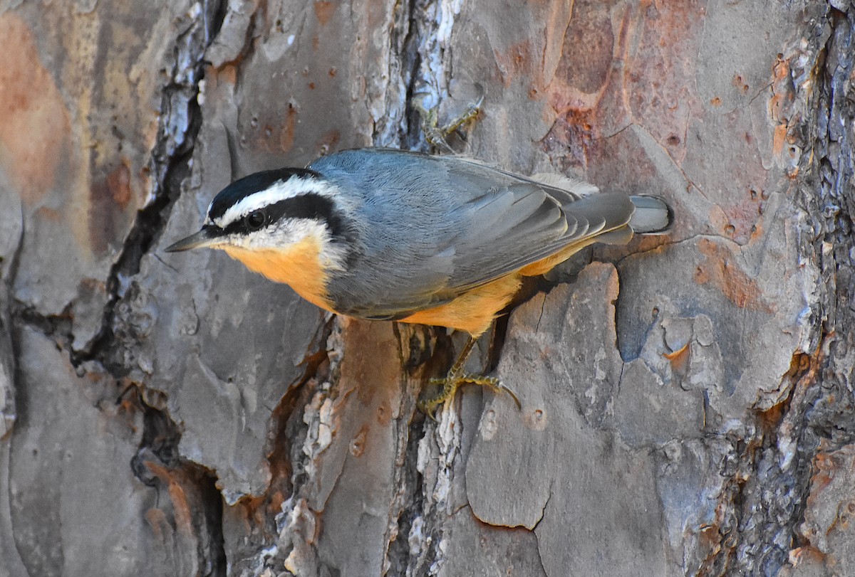 Red-breasted Nuthatch - ML276592541
