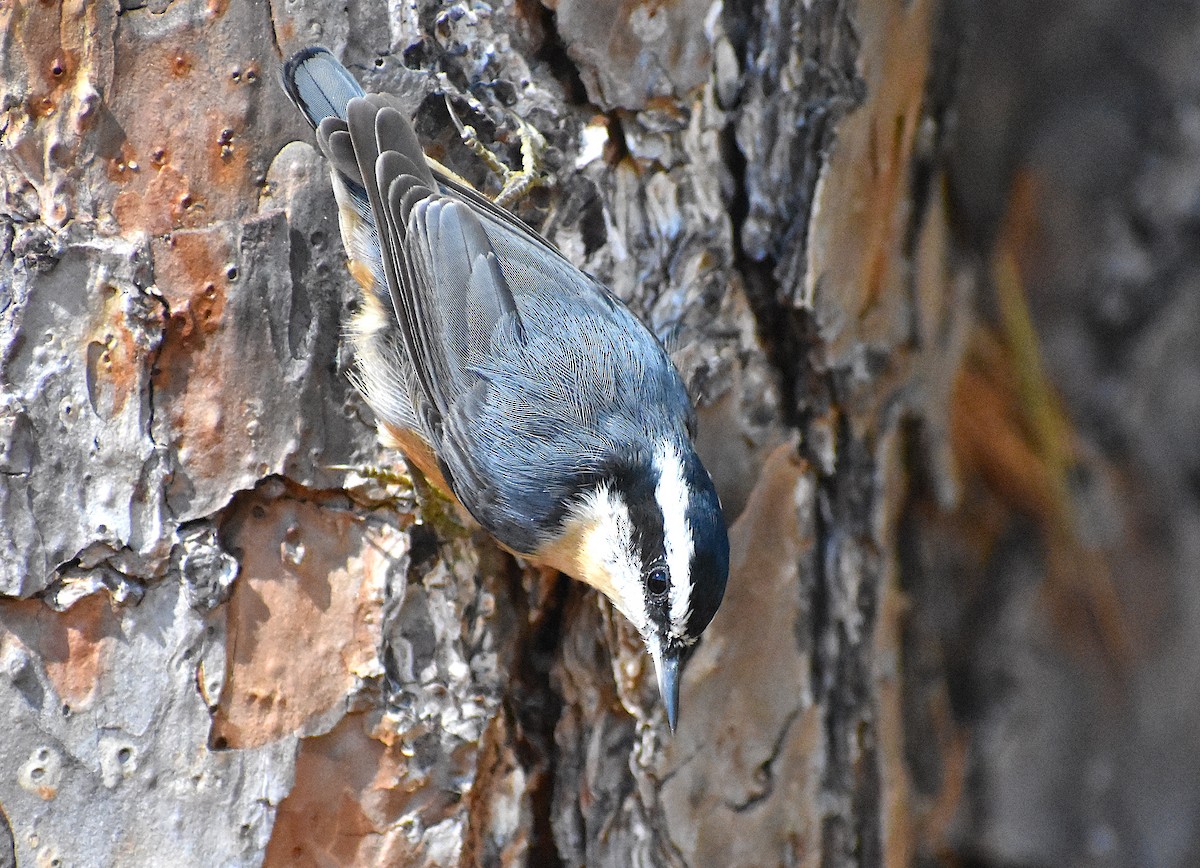 Red-breasted Nuthatch - ML276592611