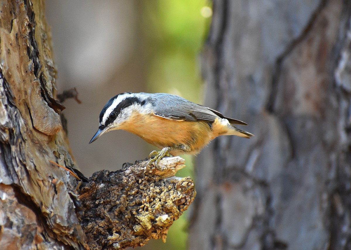 Red-breasted Nuthatch - ML276592831