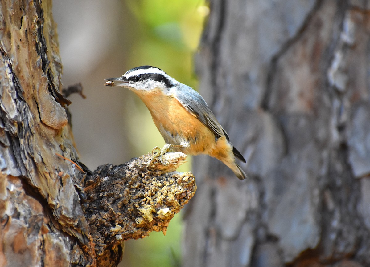 Red-breasted Nuthatch - ML276592851