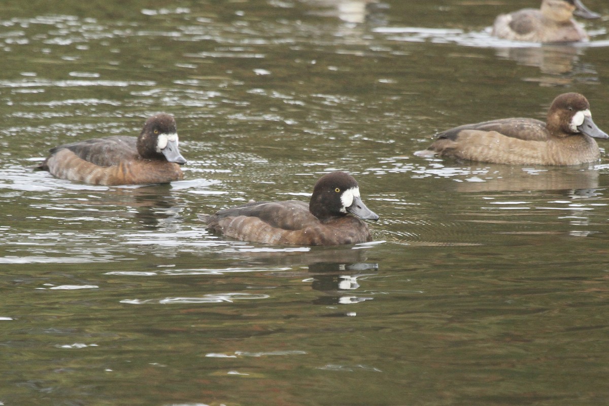 Greater Scaup - ML276593051