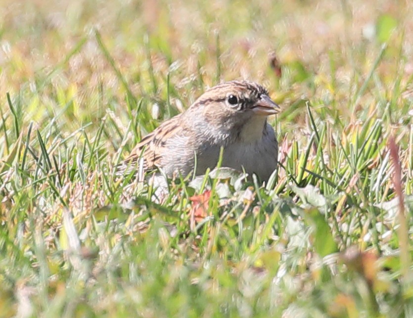 Chipping Sparrow - ML276596361